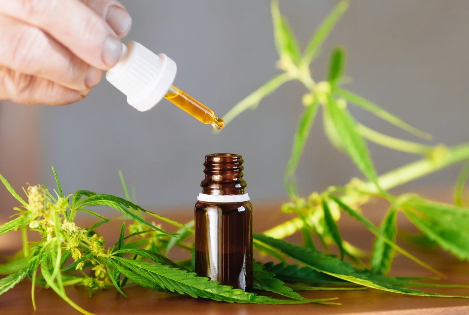 THC Edibles for Sale Australia – Market Analysis of Australian Edibles