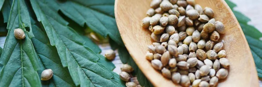 THC Edibles for Sale Australia – Market Analysis of Australian Edibles